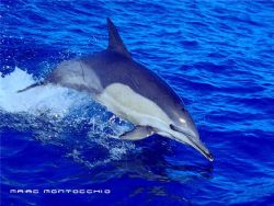 Common Dolphin South Africa by Marc Montocchio 